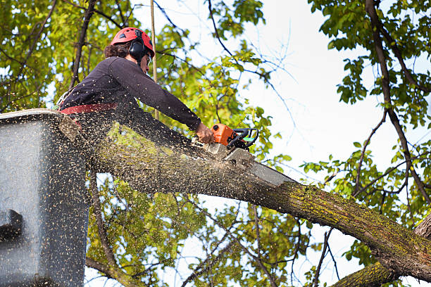 Best Weed Control  in Burtonsville, MD